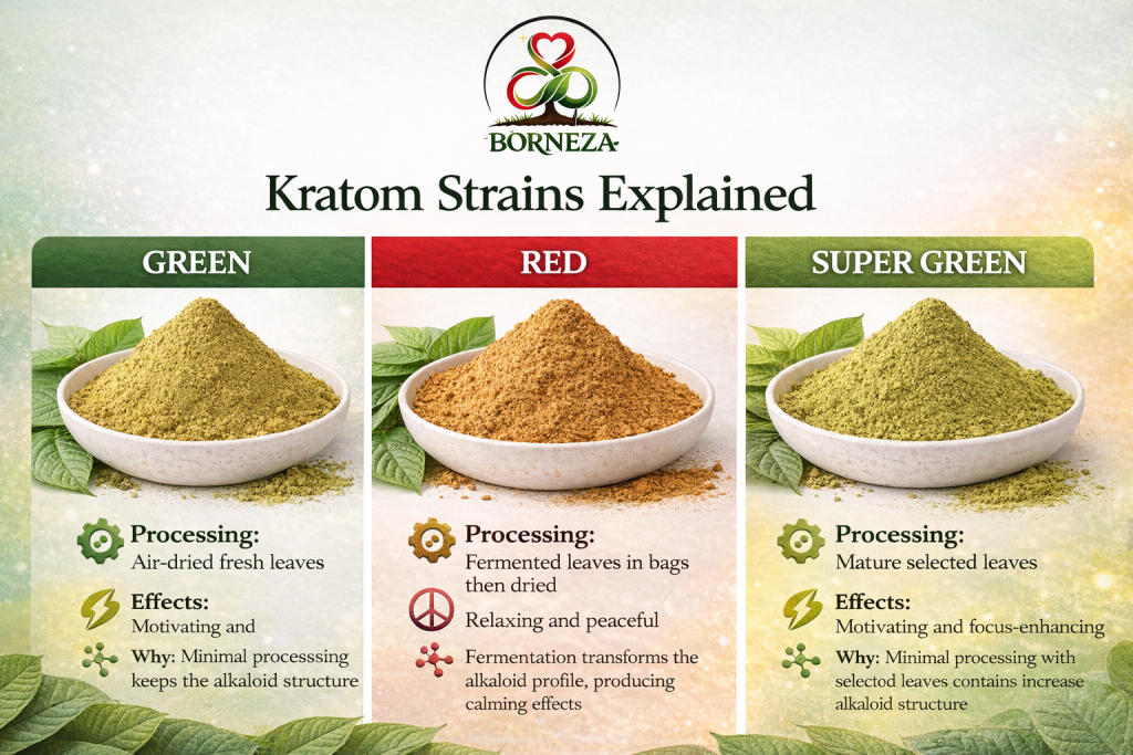 kratom strains explained 2